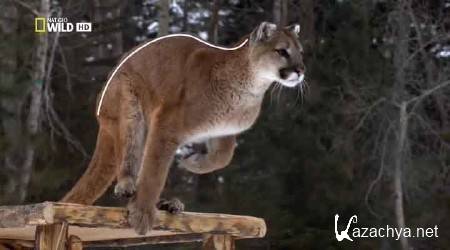  :    / America the Wild: Stalking the Mountain Lion (2012) HDTVRip 