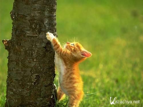 ���������� ����� �� ������� ����