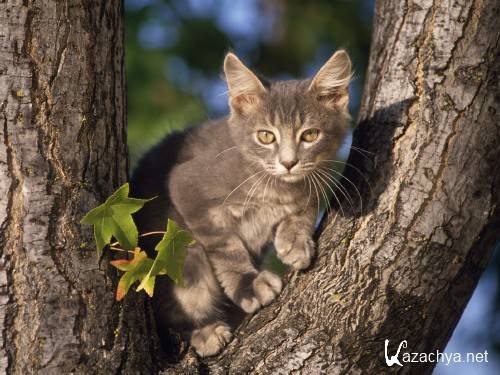 ���������� ����� �� ������� ����