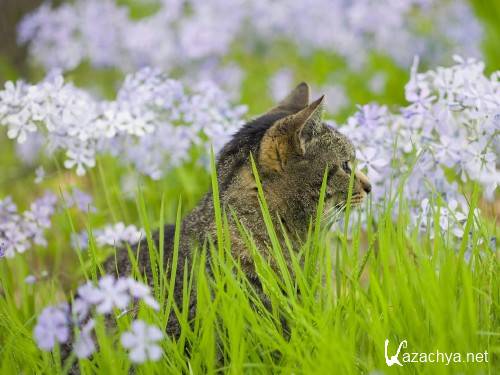 ���������� ����� �� ������� ����