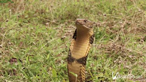 BBC:   -    / BBC: The Natural World - One Million Snake Bites (2011) BDRip 1080p