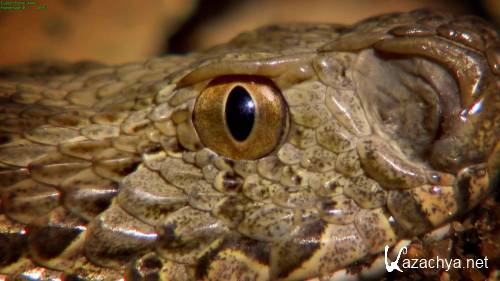 BBC:   -    / BBC: The Natural World - One Million Snake Bites (2011) BDRip 1080p