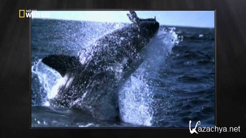  :    / Build For The Kill: Great White Sharks (2011) HDTVRip 1080i