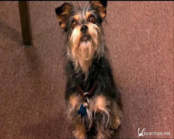 - / Gabe the Cupid Dog (2012) DVD5