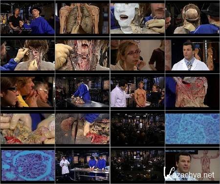    () / Anatomy for Beginners (Digestion) (2005) DVDRip