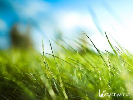 ������ ������ ������� �� ���� ����������