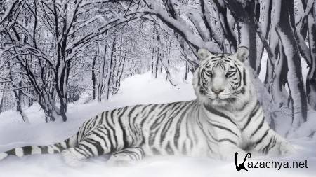 ����� ����� ������� ��� �������� �����