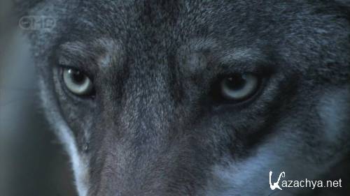 - / The Wolfman ( ) (2006) HDTVRip 720p