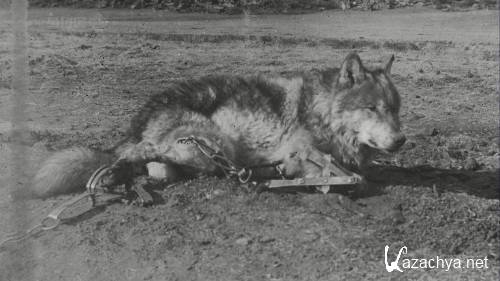 BBC.  . : ,    / BBC. Natural World. Lobo: The Wolf that Changed America (2008) HDTVRip