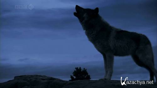 BBC.  . : ,    / BBC. Natural World. Lobo: The Wolf that Changed America (2008) HDTVRip