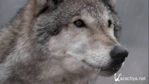 BBC.  . : ,    / BBC. Natural World. Lobo: The Wolf that Changed America (2008) HDTVRip