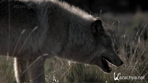 BBC.  . : ,    / BBC. Natural World. Lobo: The Wolf that Changed America (2008) HDTVRip