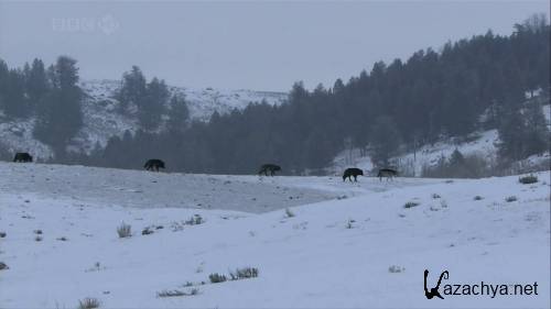 BBC.  . : ,    / BBC. Natural World. Lobo: The Wolf that Changed America (2008) HDTVRip