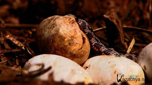   / Discovery HD The Beauty Of Snakes (2006) HDTVRip 720p