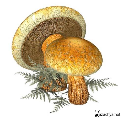 Рисунки грибов Рисунки грибов