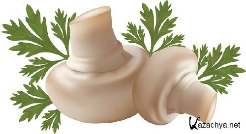 Рисунки грибов Рисунки грибов