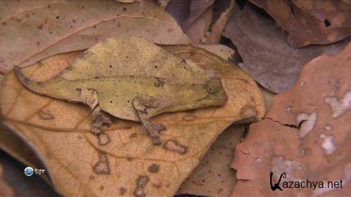   / Chameleons of the world (2011) HDTVRip 1080p