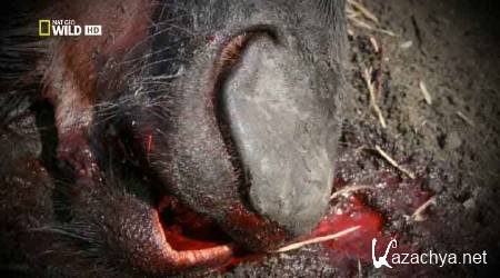   .     / Wild Case Files. Killers of the Kruger Park (2012) HDTVRip 