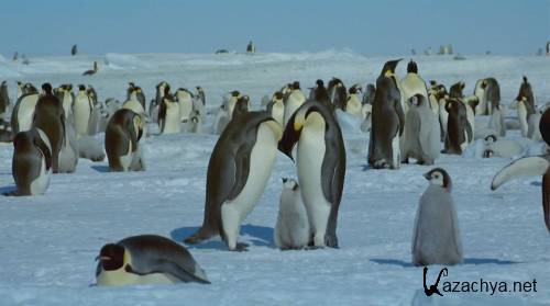 IMAX: :     / IMAX: Antarctica: An Adventure Of A Different Nature (1991) BDRip