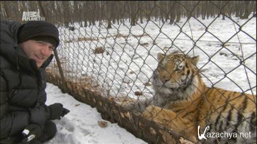 ,   / Amba the Russian Tiger (2008) HDTV 1080i