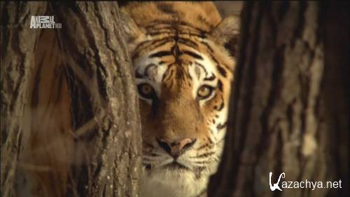 ,   / Amba the Russian Tiger (2008) HDTV 1080i