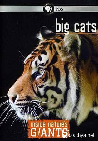   :   / Inside Nature's Giants: Big Cats (2010) HDTVRip