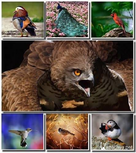 Amazing Birds Wallpapers. Pack #7