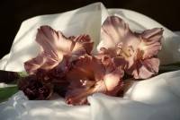 ��������� �������� ������ �� ����� ��� �������� (����� 2)