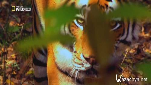   :   / Inside Nature's Giants: Big Cats (2010) HDTVRip