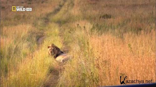   :   / Inside Nature's Giants: Big Cats (2010) HDTVRip