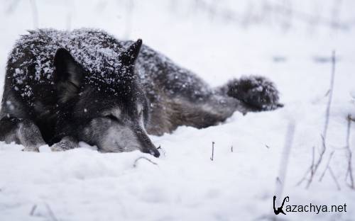   [1680X1050 - 2560X1600] [216.] (2013) JPG