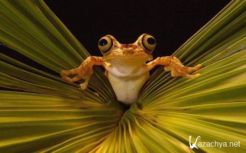 Wallpapers of animals - 328 new HD pictures