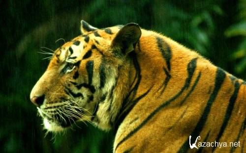 Wallpapers of animals - 328 new HD pictures