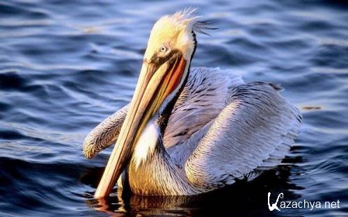 Wallpapers of animals - 328 new HD pictures