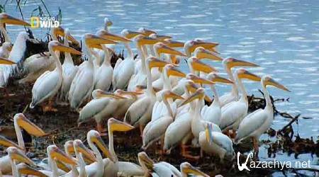 ����� - ����������� �������� (2 ����� �� 2) / Danube: Europes Amazon (2012) SATRip 