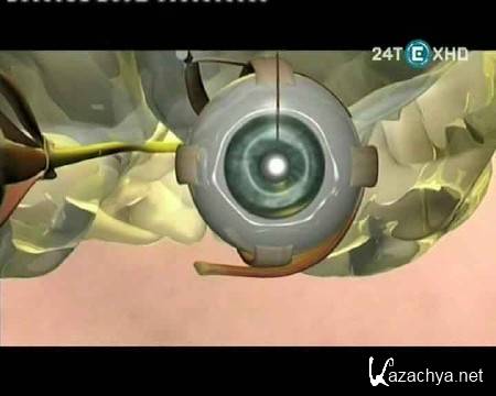 ������� ��� ������. ������ � ���� / Brain Fitness. Sight & Sound (2010) SATRip 