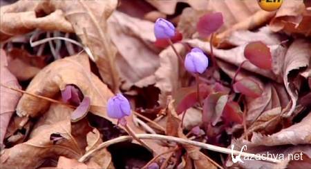 ���� �����. (19 �����) (2013) SATRip 