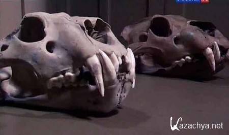 �������� �����. ����� �������������� � ������� / Museum secrets (2012) SATRip 