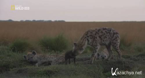 National Geographic. -  / National Geographic. Bonecrusher Queens (2008) HDTVRip