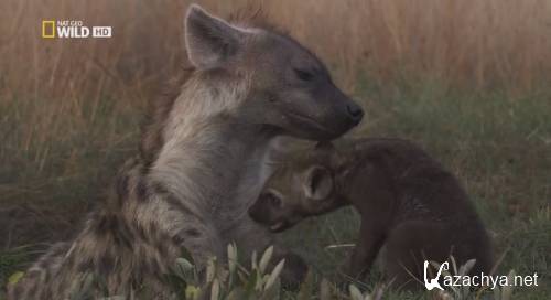 National Geographic. -  / National Geographic. Bonecrusher Queens (2008) HDTVRip