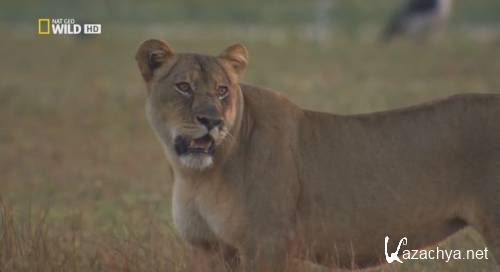 National Geographic. -  / National Geographic. Bonecrusher Queens (2008) HDTVRip