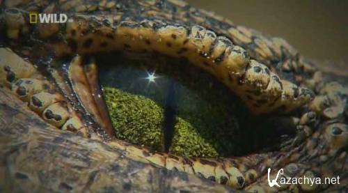   / National Geographic: Croc Ganglands (2010) HDTVRip
