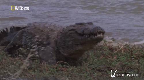  .  / National Geographic: Nightstalkers. Crocodiles (2011) HDRip 1080