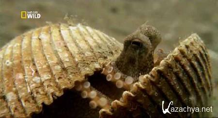 ����� �������� ����� � ������ / The Sea's Strangest Square Mile (2012) SATRip 