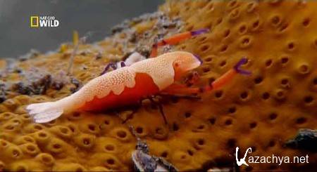 ����� �������� ����� � ������ / The Sea's Strangest Square Mile (2012) SATRip 