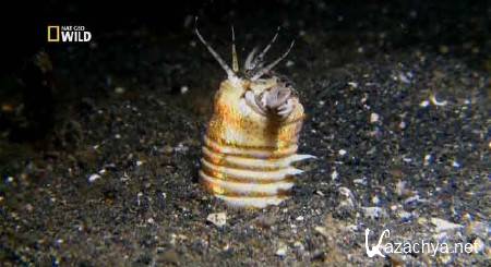 ����� �������� ����� � ������ / The Sea's Strangest Square Mile (2012) SATRip 