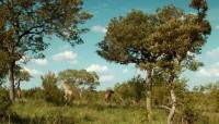   :   / Wildlife South Africa: Big Five (2012) DVDRip