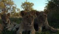   :   / Wildlife South Africa: Big Five (2012) DVDRip