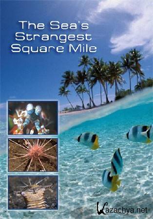 NG.      / The Sea's Strangest Square Mile (2011) SATRip