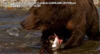 National Geographic.     (4   4) / World's Wildest Encounters (2008-2011) HDTVRip